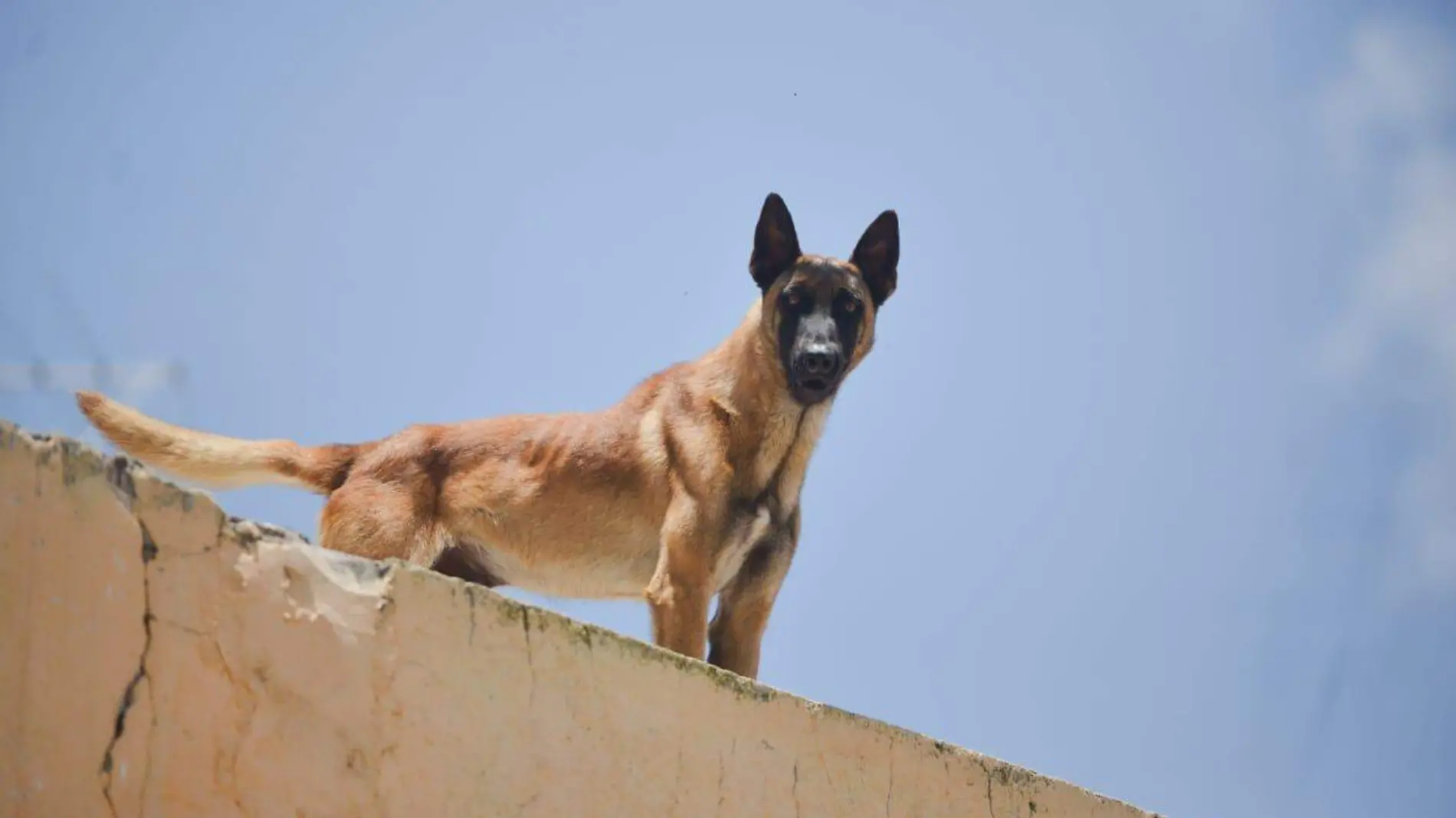 vigilancia, maltrato animal (3)